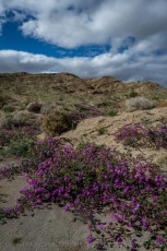 ABD101 is a photograph by T.M. Schultze taken 2019 at Anza-Borrego Desert State Park, California
