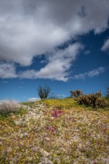 ABD103 is a photograph by T.M. Schultze taken at ,