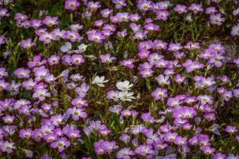 SNT26 is a photograph by T.M. Schultze taken at ,