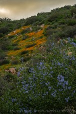 MTRP55 is a photograph by T.M. Schultze taken at ,