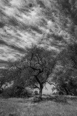 SRPER4 is a photograph by T.M. Schultze taken at ,