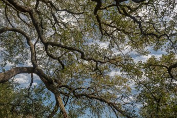 SRPER2 is a photograph by T.M. Schultze taken 2019 at Temecula, California