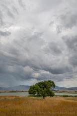 CNF50 is a photograph by T.M. Schultze taken at Lake Henshaw, California