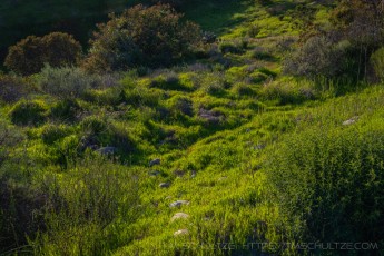 MTRP88 is a photograph by T.M. Schultze taken 2019 at San Diego, California