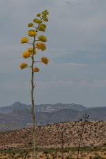 EC17 is a photograph by T.M. Schultze taken 2020 at Jacumba Hot Springs, California