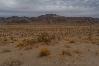JT159 is a photograph by T.M. Schultze taken 2020 at Joshua Tree National Park, California