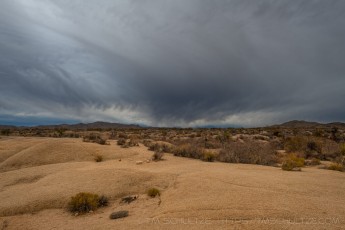 JT160 is a photograph by T.M. Schultze taken 2020 at Joshua Tree National Park, California
