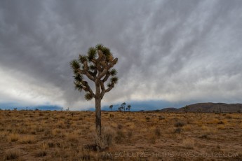 JT161 is a photograph by T.M. Schultze taken 2020 at Joshua Tree National Park, California