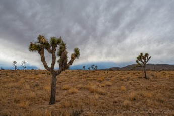 JT162 is a photograph by T.M. Schultze taken 2020 at Joshua Tree National Park, California