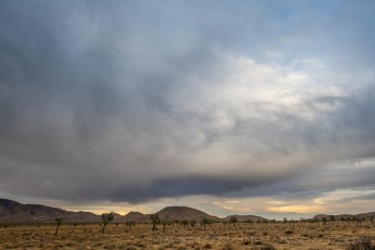JT164 is a photograph by T.M. Schultze taken 2020 at Joshua Tree National Park, California