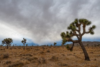 JT163 is a photograph by T.M. Schultze taken 2020 at Joshua Tree National Park, California