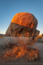 JT166 is a photograph by T.M. Schultze taken 2020 at Joshua Tree National Park, California