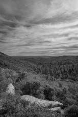 LM124 is a photograph by T.M. Schultze taken 2020 at Laguna Mountains, California