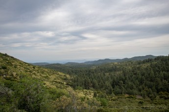 LM120 is a photograph by T.M. Schultze taken 2020 at Laguna Mountains, California