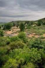 LM127 is a photograph by T.M. Schultze taken 2020 at Laguna Mountains, California