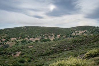 LM131 is a photograph by T.M. Schultze taken 2020 at Laguna Mountains, California