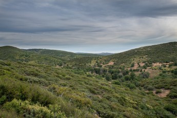 LM132 is a photograph by T.M. Schultze taken 2020 at Laguna Mountains, California