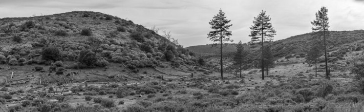 LM135 is a photograph by T.M. Schultze taken 2020 at Laguna Mountains, California
