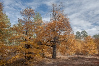 LM75 is a photograph by T.M. Schultze taken 2020 at ,
