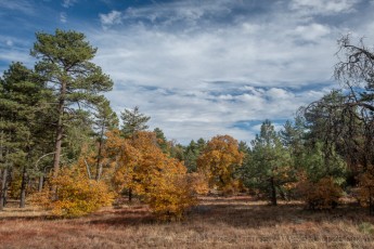 LM77 is a photograph by T.M. Schultze taken 2020 at Laguna Mountains, California