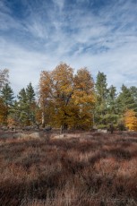 LM78 is a photograph by T.M. Schultze taken 2020 at Laguna Mountains, California