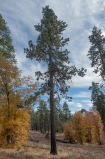 LM81 is a photograph by T.M. Schultze taken 2020 at Laguna Mountains, California