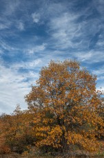 LM93 is a photograph by T.M. Schultze taken 2020 at Laguna Mountains, California