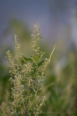 SDP1 is a photograph by T.M. Schultze taken at Laguna Mountains, California