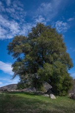 CR28 is a photograph by T.M. Schultze taken 2021 at Cuyamaca Rancho State Park, California