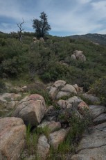 CRSP38 is a photograph by T.M. Schultze taken 2021 at Cuyamaca Rancho State Park, California
