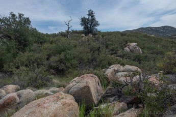 CRSP44 is a photograph by T.M. Schultze taken 2021 at Cuyamaca Rancho State Park, California