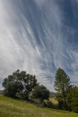 CRSP47 is a photograph by T.M. Schultze taken 2021 at Cuyamaca Rancho State Park, California