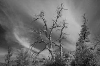 CRSP53 is a photograph by T.M. Schultze taken 2021 at Cuyamaca Rancho State Park, California
