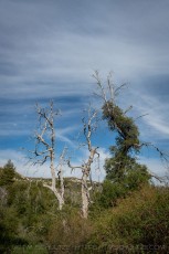 CRSP55 is a photograph by T.M. Schultze taken 2021 at Cuyamaca Rancho State Park, California
