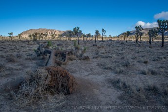 JT250 is a photograph by T.M. Schultze taken 2021 at Joshua Tree National Park, California