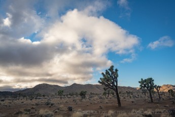 JT258 is a photograph by T.M. Schultze taken 2021 at Joshua Tree National Park, California