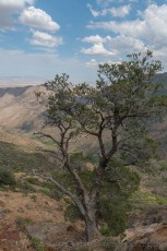 LM142 is a photograph by T.M. Schultze taken 2021 at Laguna Mountains, California