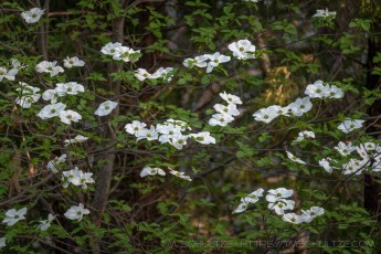 PMSP47 is a photograph by T.M. Schultze taken 2021 at Palomar Mountain State Park, California