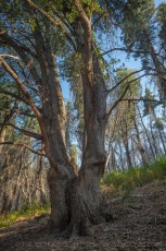 PMSP52 is a photograph by T.M. Schultze taken T.M. Schultze at Palomar Mountain State Park, California