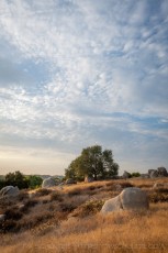 SDRP27 is a photograph by T.M. Schultze taken 2021 at San Dieguito River Park, California