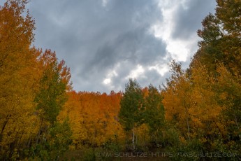 WS111 is a photograph by T.M. Schultze taken 2021 at Wasatch Mountains, Utah