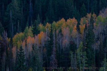 WS12 is a photograph by T.M. Schultze taken 2021 at Wasatch Mountains, Utah