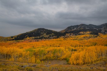 WS123 is a photograph by T.M. Schultze taken 2021 at Wasatch Mountains, Utah