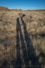 JT328 is a photograph by T.M. Schultze taken 2022 at Joshua Tree National Park, California