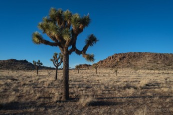 JT330 is a photograph by T.M. Schultze taken 2022 at Joshua Tree National Park, California