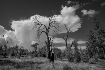 LM277 is a photograph by T.M. Schultze taken 2022 at Laguna Mountains, California