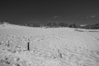 LM297 is a photograph by T.M. Schultze taken 2022 at Laguna Mountains, California