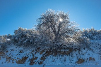 LM304 is a photograph by T.M. Schultze taken 2022 at Laguna Mountains, California