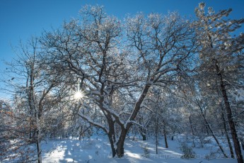 LM309 is a photograph by T.M. Schultze taken 2022 at Laguna Mountains, California