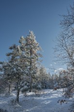 LM311 is a photograph by T.M. Schultze taken 2022 at Laguna Mountains, California